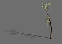 Big Tree-Plant-Wood 098