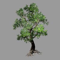 Hundred Forests-Plants-Elm 04