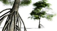 EVERYPlant Red Mangrove LowPoly 03 --12 Models--