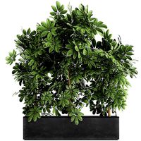 Decorative Schefflera in flowerpots 762