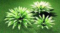 ASPLENIUM NIDUS
