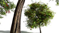 EVERYPlant Scarlet Bottlebrush 06 --15 Models--