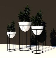 Potted plant