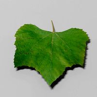 Grape leaf