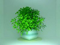 fancy pot vase with little bushy plant mini american elm