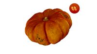 Squash Cucurbita maxima - Real-Time Scanned