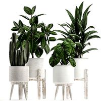 Collection of decorative plants in white flowerpots 923