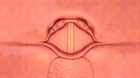 Larynx vocal cord