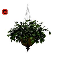 Ivy in a pot
