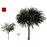 Walnut tree - three walnut trees