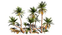 Modular Coconut Palm Trees - Cocos Nucifera