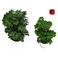 Schefflera houseplant - Schefflera