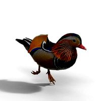 Mandarin Duck Male Animated VFX Grace
