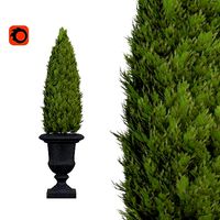 Italian Cypress - Cupressus sempervirens