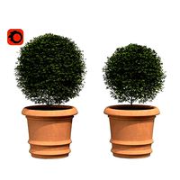 Boxwood in a pot - two plants