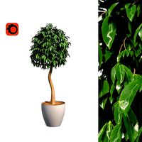 Ficus benjamina