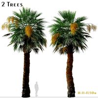 Set of Guadalupe palm or Brahea edulis Tree - 2 Trees