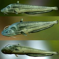 CatFish