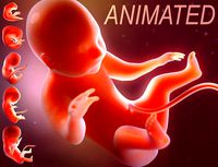 Human embryo development animation