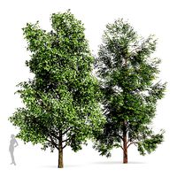 Black Locust Blossom Tree and Tulip poplar 2 trees
