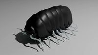 Pillbug or Rolleypolley