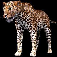 Leopard 3D Model