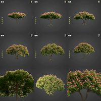 2021 PBR Monkey Pod Tree Collection - Samanea Saman