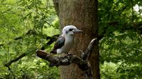 Kookaburra