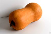 Squash 001