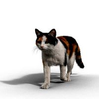 Calico Cat 02 Animated VFX Grace