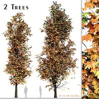 Set of Acer Saccharum or Sugar maple Tree - 2 Trees