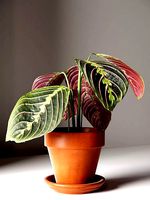 Maranta Plant in Pot
