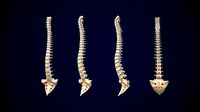 spine middle poly