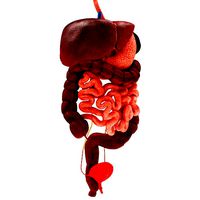 Digestive organs anatomy