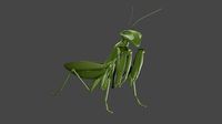 Praying Mantis