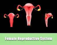 Female Reproductive System