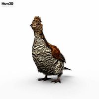 Ruffed Grouse HD
