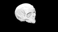 Skull