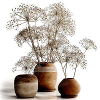 Heracleum plant set