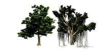 American Sycamore - Chinese Banyan Tree Bundle