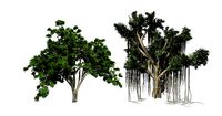 American Elm - Chinese Banyan Tree Bundle