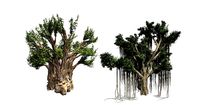 African Baobab - Chinese Banyan Tree Bundle