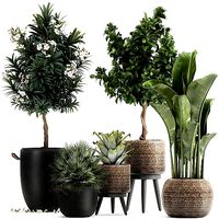 Set of plants in pots banana lemon tree 1107