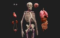 Human Body Anatomy with Circulatory System