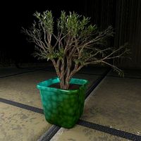 bonsai