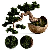 Bonsai Pinus Sylvestris Tree
