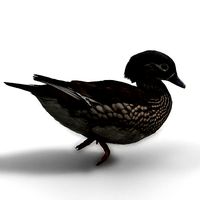 Mandarin Duck Female Animated VFX Grace