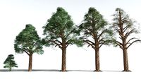 EVERYPlant Kauri EXT --26 Models--