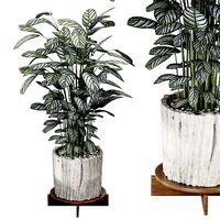 Calathea Oppenheimiana - Pflanzen Karl House Plant