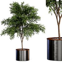 Plants collection 629
